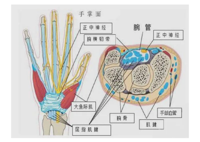 腕管,是我们腕部的一个正常的解剖结构,形状就如同一个隧道口一样.