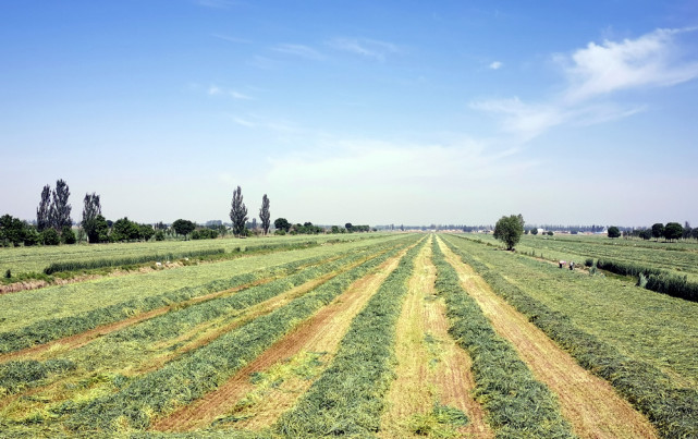 宁夏农垦集中连片种植黑麦草玉米青贮