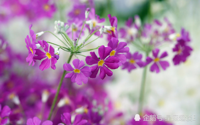 5月19日星座运势 双子思路清晰 狮子乘胜追击 水双鱼目光长远 星座运势 双子座 狮子座 双鱼座