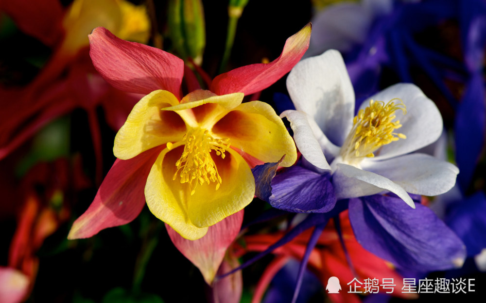 5月日 31日星座运势 双子谨言慎行 天秤冰释前嫌 水瓶劳逸结合 腾讯新闻