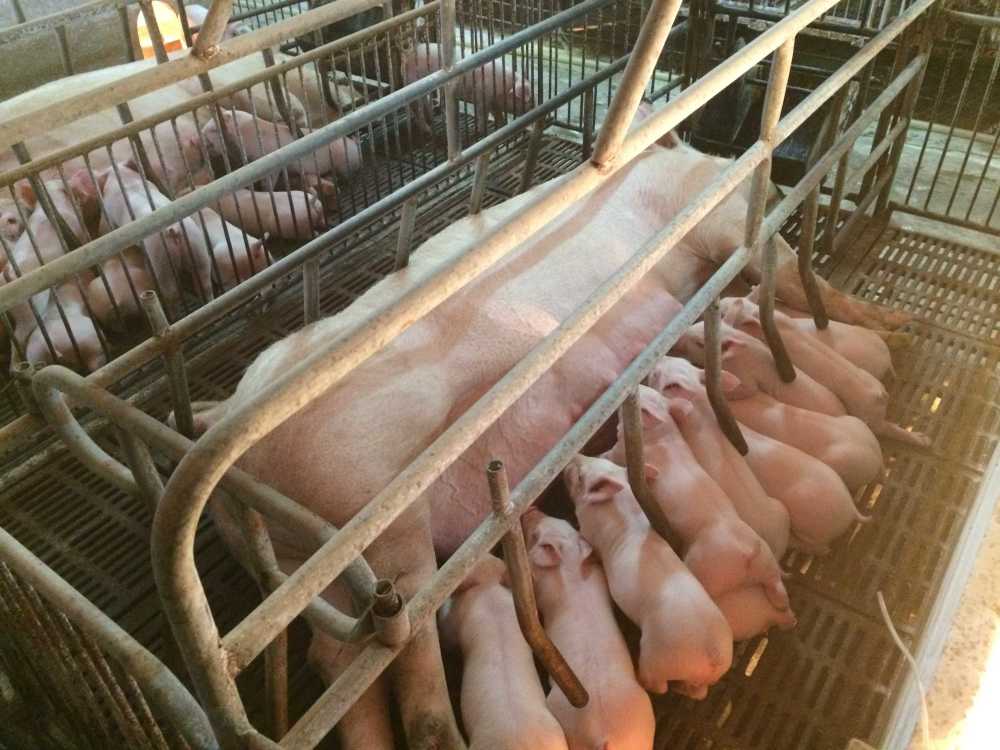 母猪怀孕多少天下仔?母猪怀孕130天还不产仔?本文讲解很有用