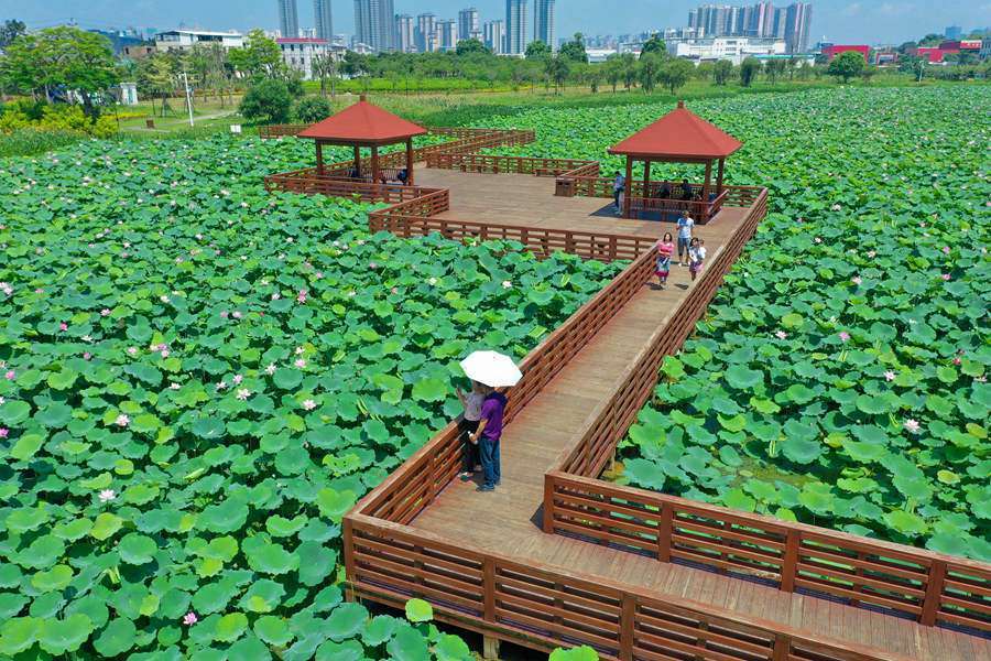 5万平方米的荷花迎夏渐次盛放,引市民游客争相前来"打卡".