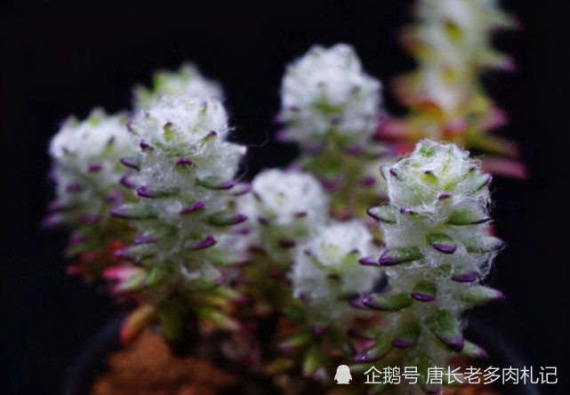 有种多肉你养过可能不认识 它就是长白毛 花朵像太阳花的花吹雪 腾讯新闻