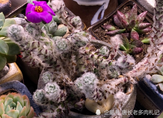 有种多肉你养过可能不认识 它就是长白毛 花朵像太阳花的花吹雪 腾讯新闻