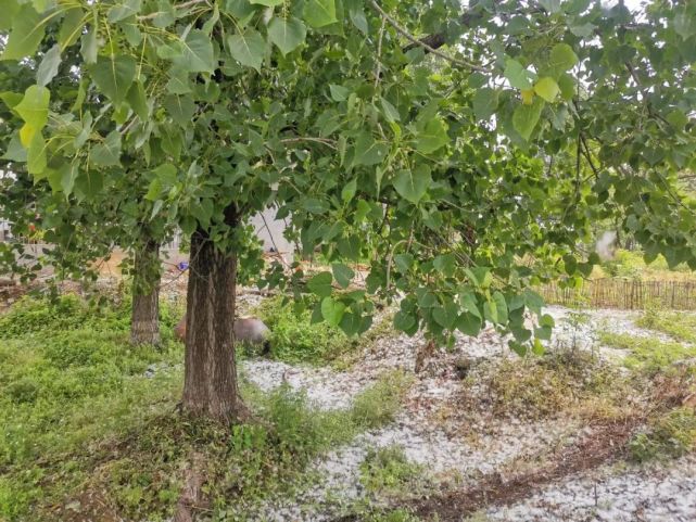 近年來,商丘一些地方逐年減少楊樹栽植面積,積極引導推廣栽植無絮鄉土