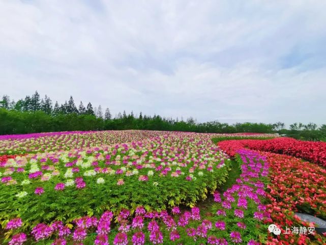 帶你先睹為快|博覽會|花博會|上海|崇明區|上海崇明