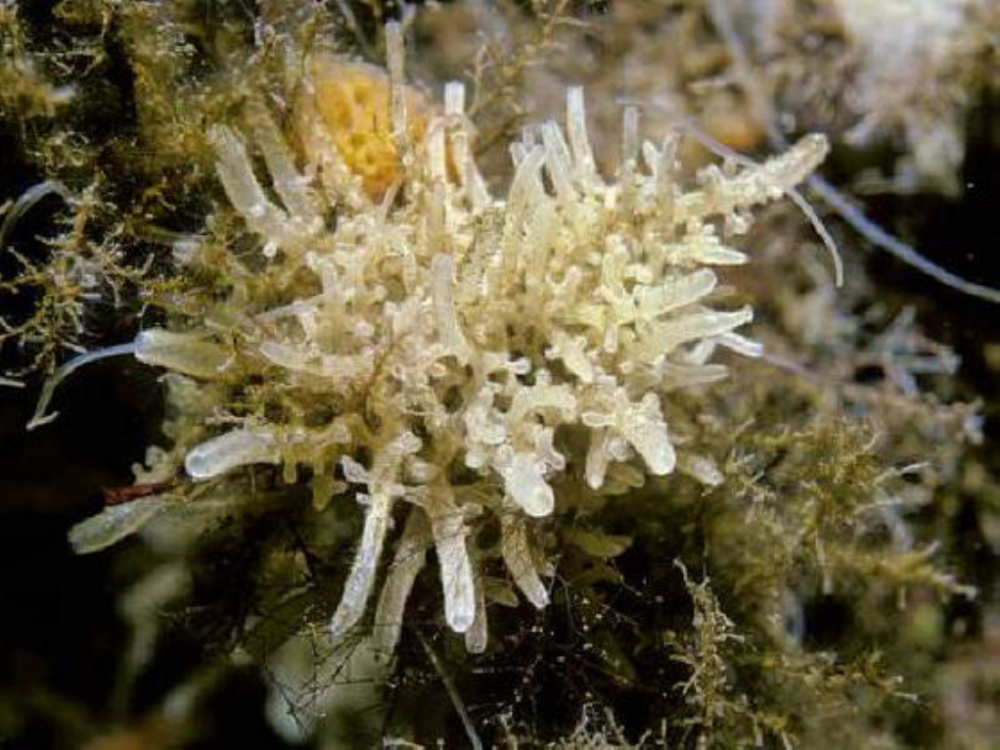 海底的海绵无法自己行走?科学家:错了,通过自残海绵可以移动