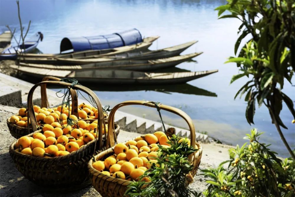 三潭枇杷初夏的清纯滋味