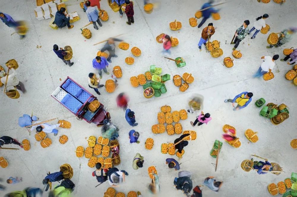 三潭枇杷初夏的清纯滋味