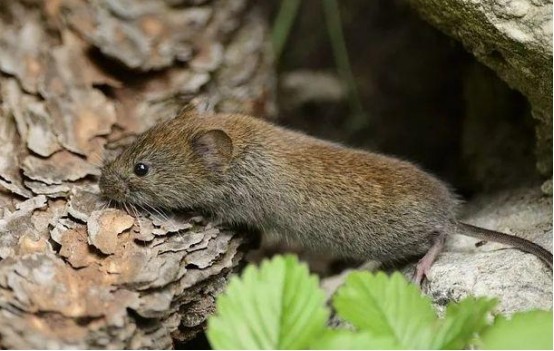 吓人!澳大利亚爆发鼠患,农场清理设备,无数老鼠尸体从天而降