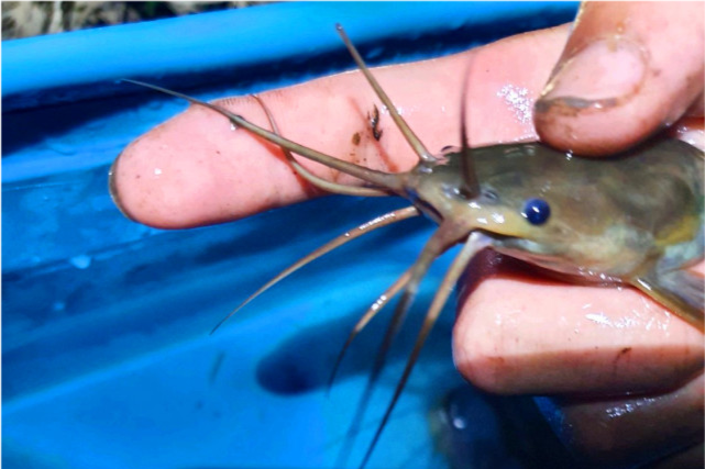 广西钓鱼人稻田钓获八须怪鱼肉质橙黄用鸡肝钓了不少