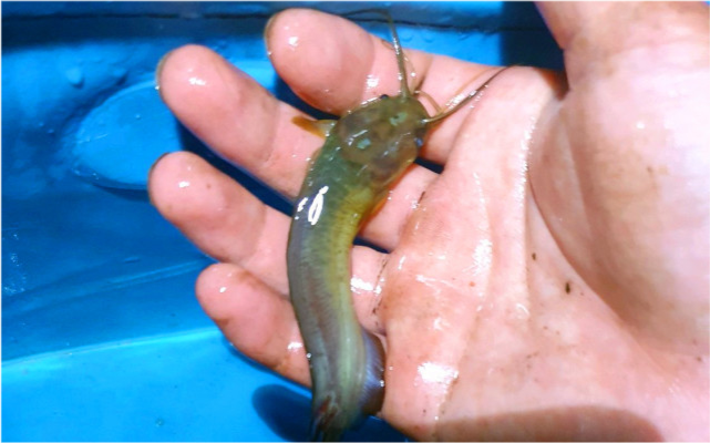 广西钓鱼人稻田钓获八须"怪鱼",肉质橙黄,用鸡肝钓了不少