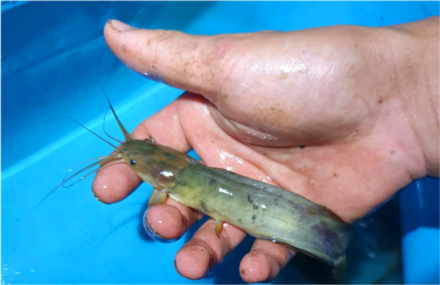 广西钓鱼人稻田钓获八须"怪鱼",肉质橙黄,用鸡肝钓了不少