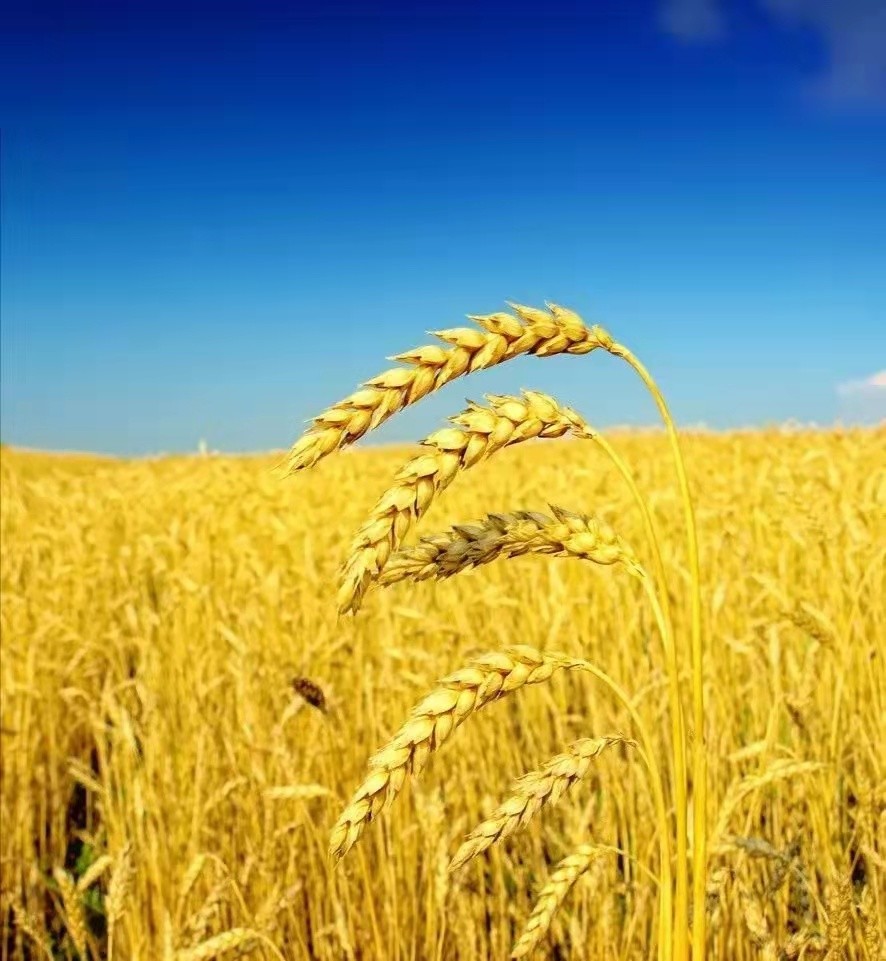 莫言捡麦穗母亲被打耳光的故事告诉我们:每个人都要有良善之心_腾讯