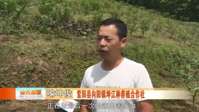 紫阳多元融合发展为乡村振兴添动力