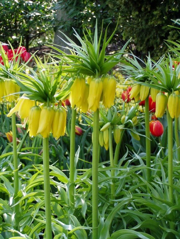 1,冠花贝母 也叫皇冠贝母,是一种多年生的球茎植物,花期5-6月,花色很