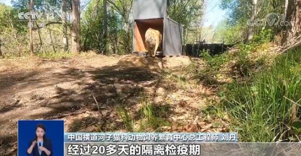 进村东北虎今天被放归山林相关专家公布更多细节 腾讯新闻