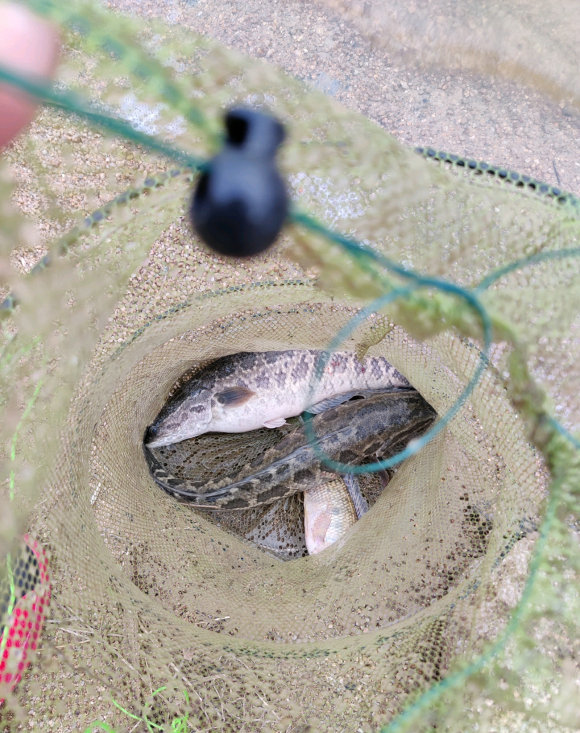 攻击性强,像鲫鱼,鲤鱼,罗非鱼等鱼类,确实比较"怕"黑鱼,一旦黑鱼进窝