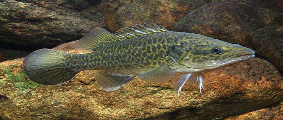 翡翠斑鱼肉质鲜嫩还刺少,但是大多数人没吃过