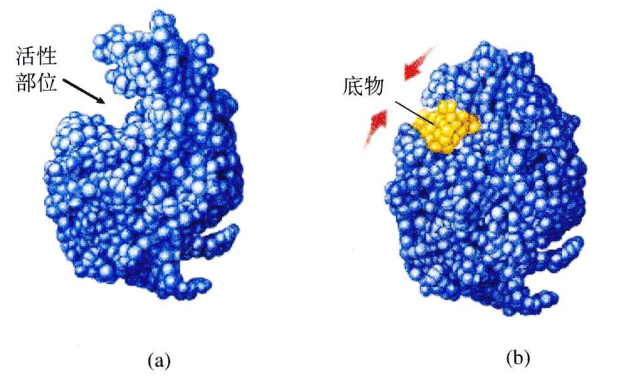 蛋白质不是刚性的,底物的结合会诱使酶的构象发生微小的改变,产生酶和