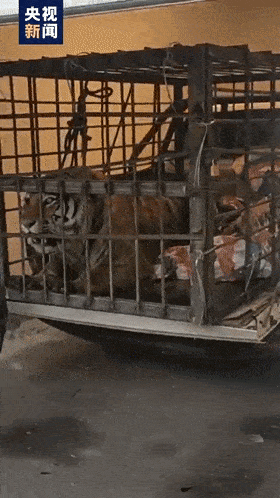 试探着走出铁箱|野生东北虎|老虎|黑龙江|穆棱|东北虎