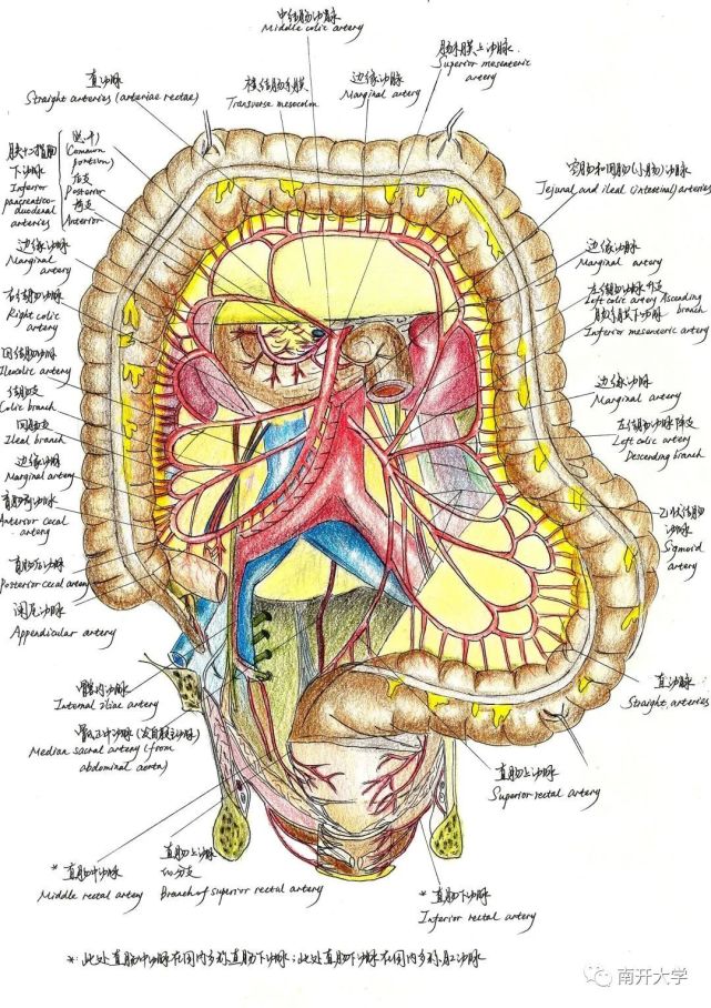 你敢相信这些是医学生画的吗