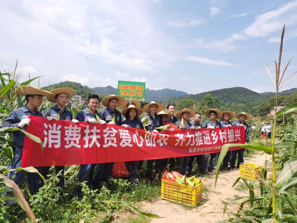 在雲安區都楊鎮降水村,這裡的玉米已進入成熟收穫期,總產量預計達8萬