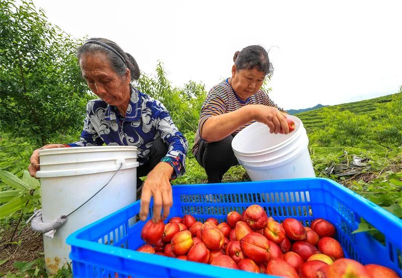 编:杨可佳 校:张丹 季佩佩 审:赵林 姚磊