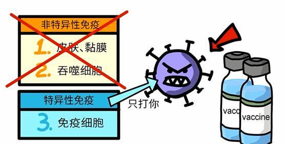 兩道防線都失去作用的情況下人體,就必須啟動更強大的第三道免疫機制