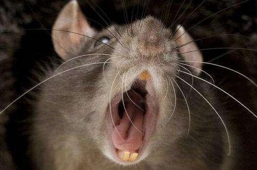 家中老鼠精作怪,危急时刻捡来的少年挺身出手,才知他竟非凡人