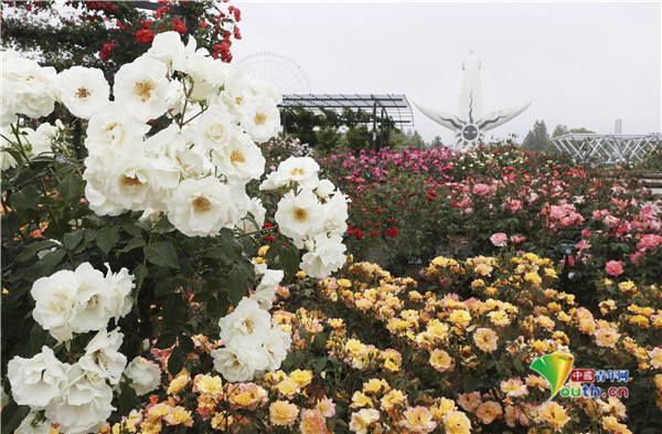 日本公园鲜花五颜六色玫瑰花盛开美如画