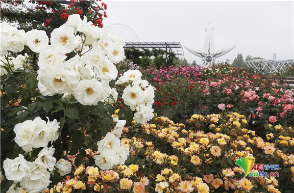 日本公园鲜花五颜六色玫瑰花盛开美如画 万博纪念公园 日本 旅游 吹田市 大阪府