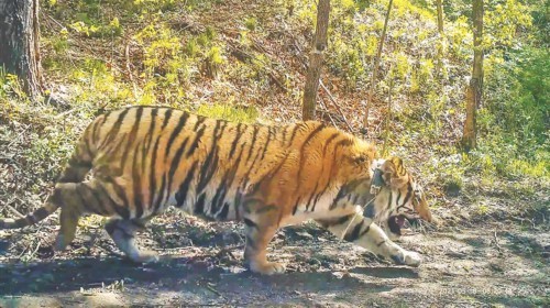 被放归自然的野生东北虎