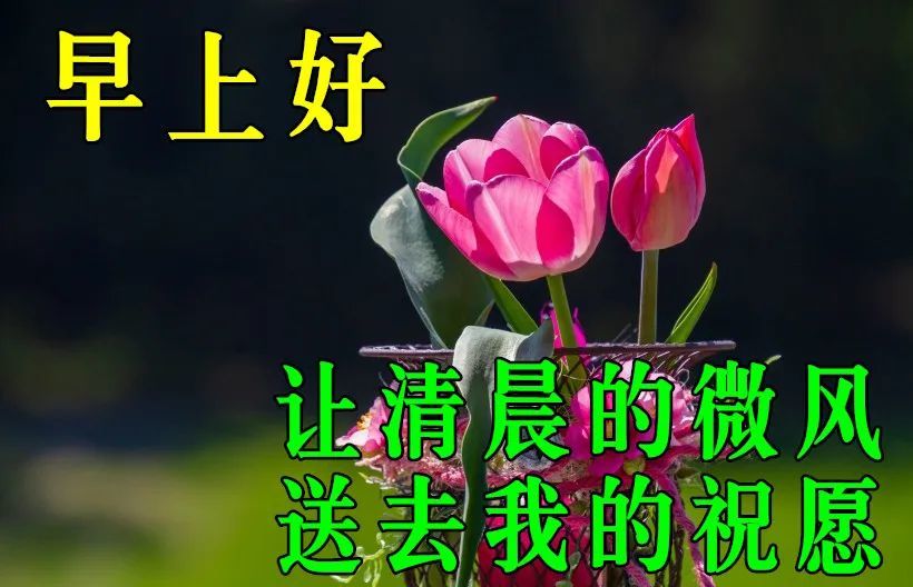 非常好看的动态鲜花早上好问候语祝福语最新早晨好问候动态图片表情