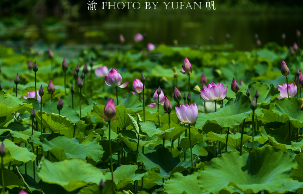 黑竹沟探险-探险故事_徐霞客的探险故事_台湾徐浩平探险