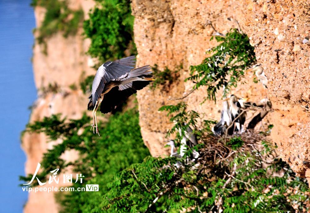 湖北十堰:苍鹭悬崖峭壁翩翩起舞