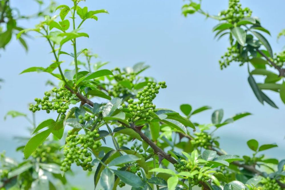 绿色的藤椒,主要来自花椒属的竹叶花椒(z.