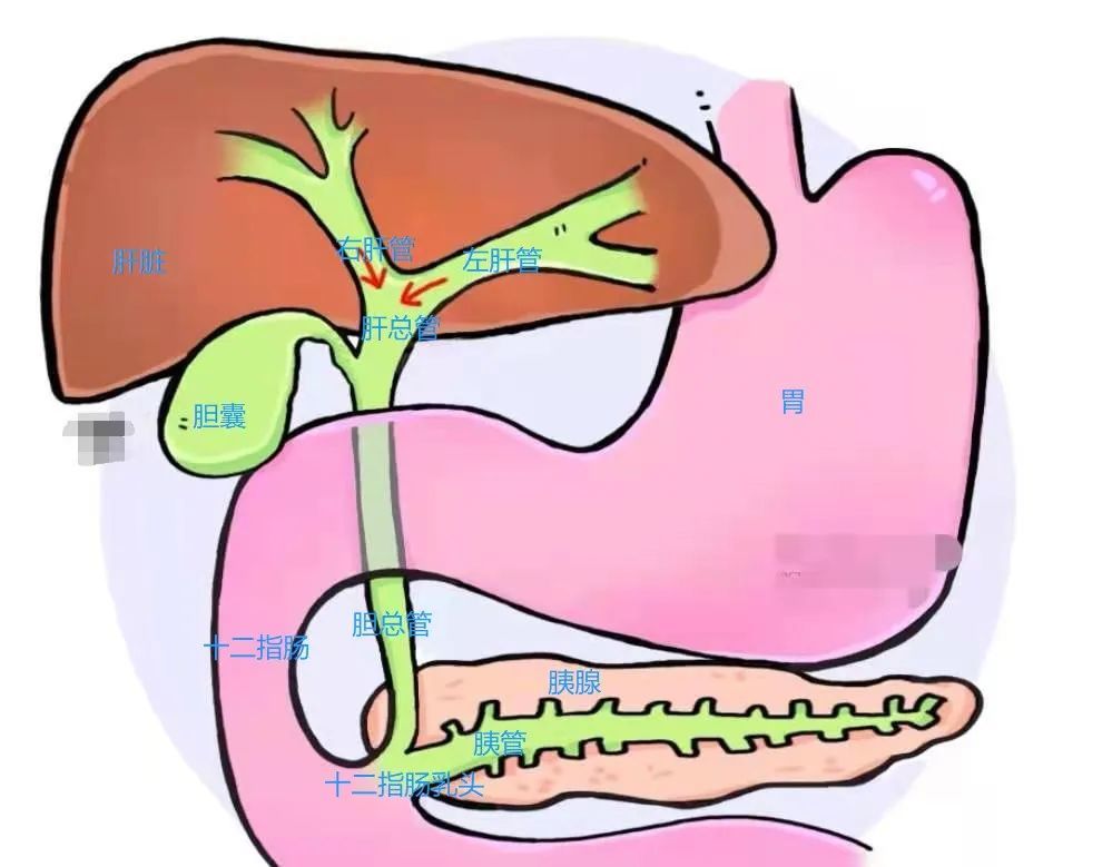 胆总管,胆总管与胰管相遇,一起进入十二指肠肠壁并汇合形成肝胰壶腹