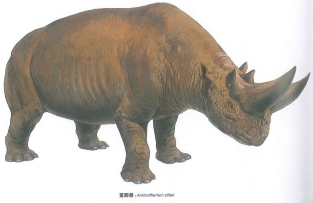 象类的演化故事|始祖象|渐新世|化石|古新世|非洲