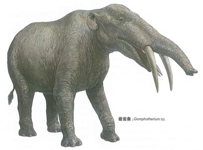 大象的祖先最古老图片