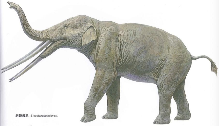 象类的演化故事