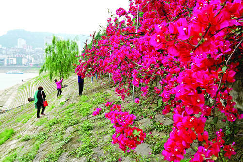 江南江北好風光,櫻花渡體育公園眺望. 青山綠水紅花相伴,音樂廣場.