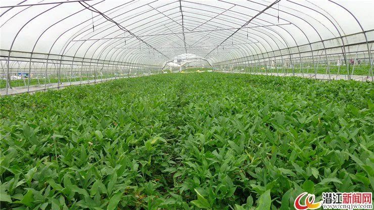 走进群联村标准化半夏种植基地,一大片半夏幼苗长势良好.