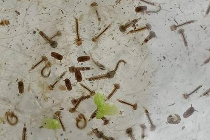 同样的,这些养鱼的水,也会成为蚊子和蜻蜓产卵的首选地.