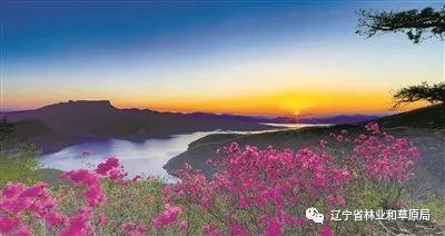 辽宁桓仁五女山杜鹃花盛开