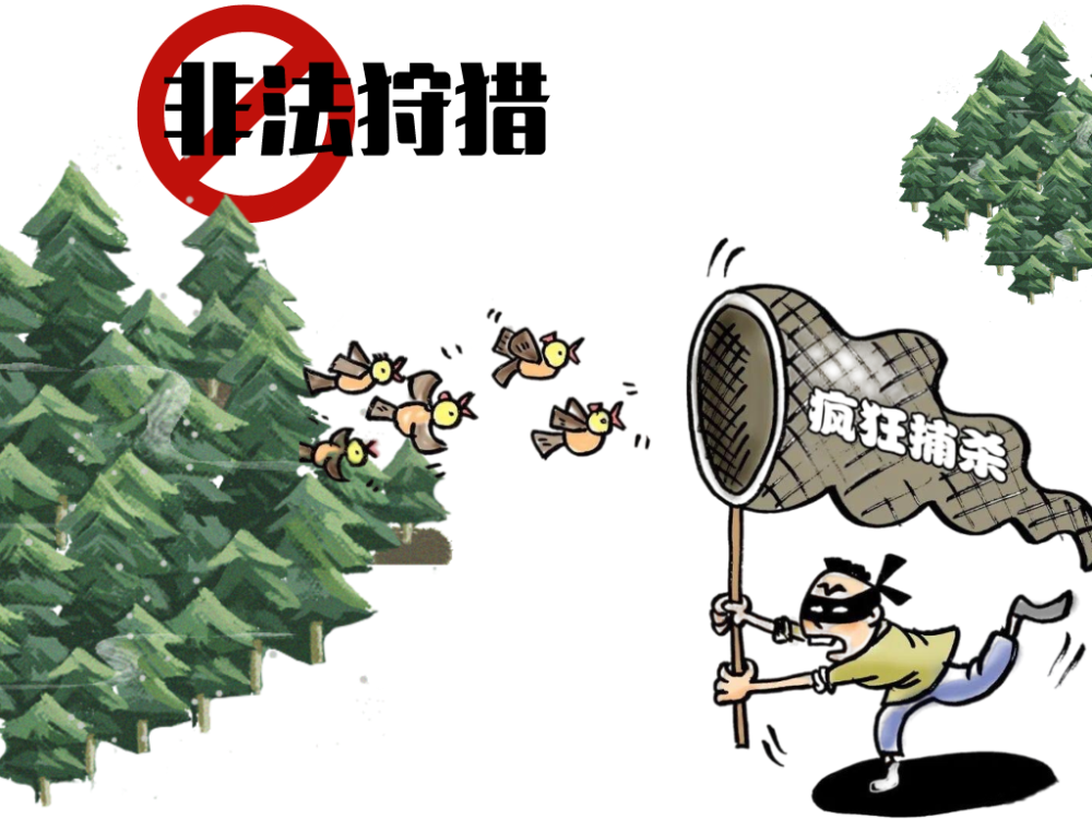 夏文俊院长担任审判长公开开庭审理一起非法狩猎刑事附带民事公益诉讼