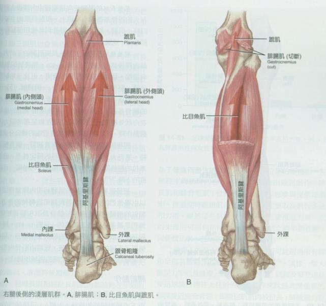 這個方法很實用|小腿|比目魚肌|肌肉