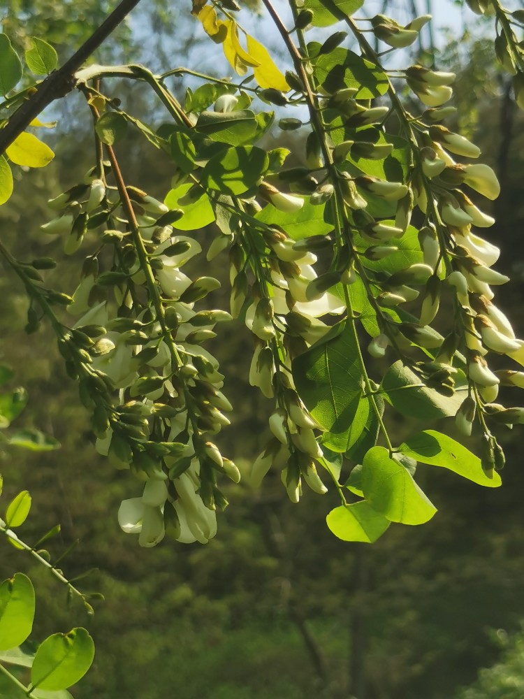 国槐花为什么不能吃(槐花对男士性功能有哪些好处) - 123植物网