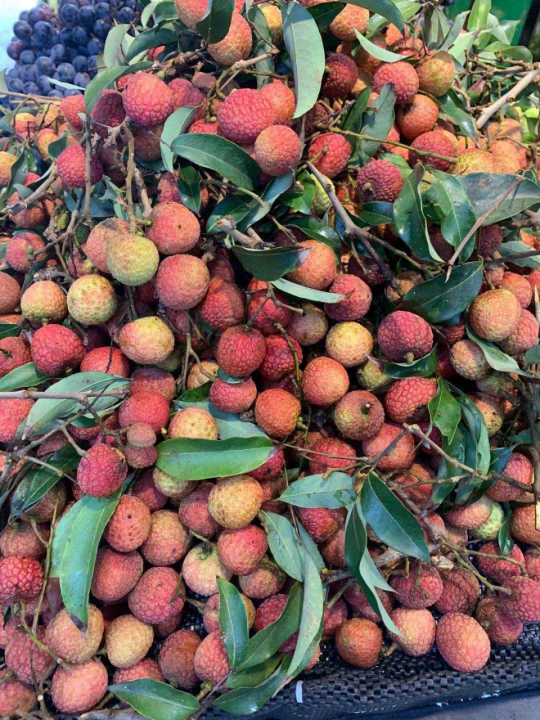 深圳的荔枝红了啥时候能上市