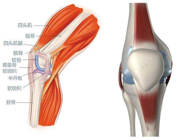 膝盖骨头图图片